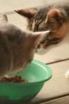<img100*0:stuff/z/73640/cats%2520reference.3/i1262545000_19.jpg>