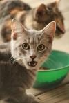 <img100*0:stuff/z/73640/cats%2520reference.3/i1262545000_20.jpg>