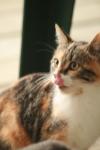 <img100*0:stuff/z/73640/cats%2520reference.3/i1262545000_21.jpg>