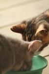 <img100*0:stuff/z/73640/cats%2520reference.3/i1262545000_22.jpg>