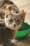 <img100*0:stuff/z/73640/cats%2520reference.3/i1262545000_23.jpg>