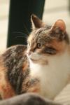 <img100*0:stuff/z/73640/cats%2520reference.3/i1262545000_24.jpg>