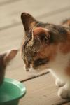 <img100*0:stuff/z/73640/cats%2520reference.3/i1262545000_25.jpg>
