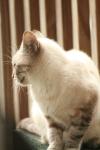 <img100*0:stuff/z/73640/cats%2520reference.3/i1262545305_1.jpg>