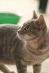 <img100*0:stuff/z/73640/cats%2520reference.3/i1262545305_10.jpg>