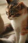 <img100*0:stuff/z/73640/cats%2520reference.3/i1262545305_2.jpg>