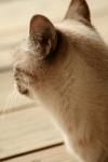 <img100*0:stuff/z/73640/cats%2520reference.3/i1262545305_3.jpg>