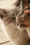 <img100*0:stuff/z/73640/cats%2520reference.3/i1262545305_4.jpg>