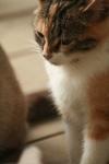 <img100*0:stuff/z/73640/cats%2520reference.3/i1262545305_5.jpg>