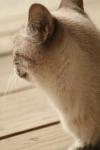 <img100*0:stuff/z/73640/cats%2520reference.3/i1262545305_6.jpg>