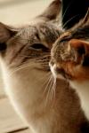 <img100*0:stuff/z/73640/cats%2520reference.3/i1262545305_7.jpg>
