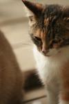 <img100*0:stuff/z/73640/cats%2520reference.3/i1262545305_8.jpg>