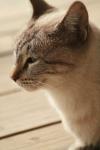<img100*0:stuff/z/73640/cats%2520reference.3/i1262545305_9.jpg>