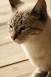 <img100*0:stuff/z/73640/cats%2520reference.3/i1262545306_11.jpg>
