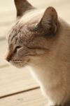<img100*0:stuff/z/73640/cats%2520reference.3/i1262545306_12.jpg>