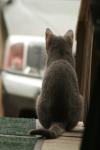 <img100*0:stuff/z/73640/cats%2520reference.3/i1262545306_13.jpg>