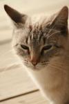 <img100*0:stuff/z/73640/cats%2520reference.3/i1262545306_14.jpg>
