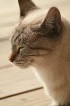 <img100*0:stuff/z/73640/cats%2520reference.3/i1262545306_15.jpg>