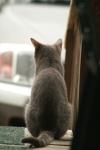 <img100*0:stuff/z/73640/cats%2520reference.3/i1262545306_16.jpg>