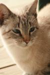 <img100*0:stuff/z/73640/cats%2520reference.3/i1262545306_17.jpg>