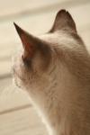 <img100*0:stuff/z/73640/cats%2520reference.3/i1262545306_18.jpg>