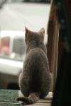 <img100*0:stuff/z/73640/cats%2520reference.3/i1262545306_19.jpg>