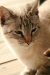 <img100*0:stuff/z/73640/cats%2520reference.3/i1262545306_20.jpg>