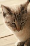 <img100*0:stuff/z/73640/cats%2520reference.3/i1262545306_21.jpg>