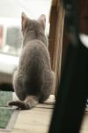 <img100*0:stuff/z/73640/cats%2520reference.3/i1262545306_22.jpg>