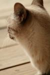 <img100*0:stuff/z/73640/cats%2520reference.3/i1262545306_23.jpg>