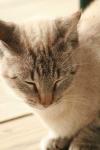 <img100*0:stuff/z/73640/cats%2520reference.3/i1262545306_24.jpg>