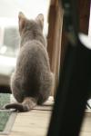 <img100*0:stuff/z/73640/cats%2520reference.3/i1262545306_25.jpg>