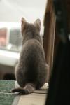 <img100*0:stuff/z/73640/cats%2520reference.4/i1262545650_1.jpg>