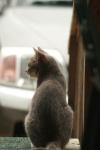 <img100*0:stuff/z/73640/cats%2520reference.4/i1262545650_2.jpg>