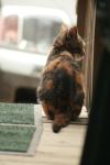 <img100*0:stuff/z/73640/cats%2520reference.4/i1262545650_3.jpg>