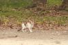 <img100*0:stuff/z/73640/cats%2520reference.4/i1262545650_4.jpg>