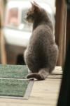 <img100*0:stuff/z/73640/cats%2520reference.4/i1262545650_5.jpg>