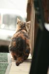 <img100*0:stuff/z/73640/cats%2520reference.4/i1262545650_6.jpg>