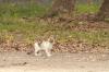 <img100*0:stuff/z/73640/cats%2520reference.4/i1262545650_7.jpg>
