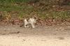 <img100*0:stuff/z/73640/cats%2520reference.4/i1262545651_10.jpg>