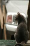 <img100*0:stuff/z/73640/cats%2520reference.4/i1262545651_11.jpg>