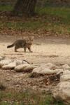 <img100*0:stuff/z/73640/cats%2520reference.4/i1262545651_12.jpg>