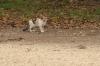 <img100*0:stuff/z/73640/cats%2520reference.4/i1262545651_13.jpg>