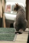 <img100*0:stuff/z/73640/cats%2520reference.4/i1262545651_14.jpg>