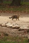 <img100*0:stuff/z/73640/cats%2520reference.4/i1262545651_15.jpg>