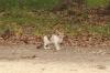 <img100*0:stuff/z/73640/cats%2520reference.4/i1262545651_16.jpg>