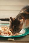 <img100*0:stuff/z/73640/cats%2520reference.4/i1262545651_17.jpg>