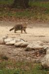 <img100*0:stuff/z/73640/cats%2520reference.4/i1262545651_18.jpg>