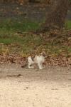 <img100*0:stuff/z/73640/cats%2520reference.4/i1262545651_19.jpg>