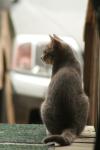 <img100*0:stuff/z/73640/cats%2520reference.4/i1262545651_8.jpg>